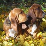 Basset Hounds