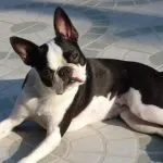 Boston Terrier adulto