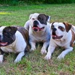 Bulldogs Americanos tumbados