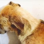 Head pressing en perros