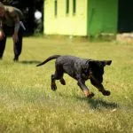 Educación cachorros