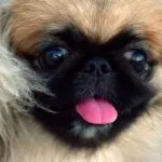 Cabeza de Pekinés