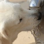 Perro bebiendo