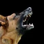Consejos para evitar que el perro ladre