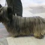 Skye Terrier peinado