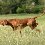 Vizsla señalando