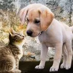Imprinting en perros