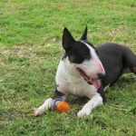 Bull Terrier razas prohibidas