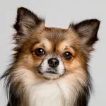 El síndrome del perro pequeño: ¿Qué es?