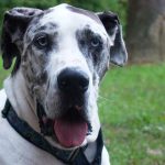 Alimento para perros