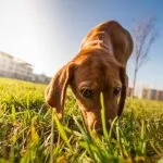 Coprofagia canina