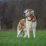Conocer a tu perro a través de la psicología canina