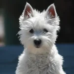tipos de perros Terrier