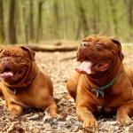 razas de perros gigantes