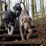 Todo acerca de la neumonía en perros
