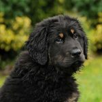 ¿Qué es la pioderma en perros?