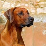 Todo sobre la leucemia en perros