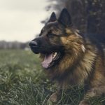Todo lo que debes saber sobre la quimioterapia en perros