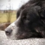 Todo lo que debes saber sobre los perros senior