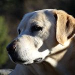 como cuidar un perro labrador