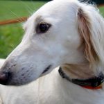 Saluki