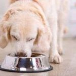 Dieta blanda para perros