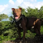 tipos de pit bull