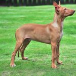 Podenco ibicenco