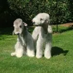 Pareja Bedlington Terrier