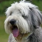 Beardi