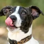 Dieta Barf