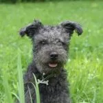 Pumi