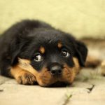 Ascitis en perros