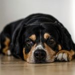 Tranquilizante para perros