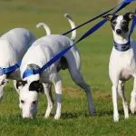 Whippets