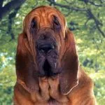 Bloodhound