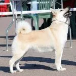 Buhund