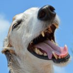Cómo evitar la mordedura de perro