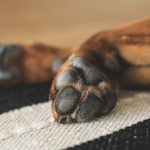 mi perro ha muerto