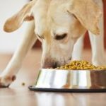 Pienso bueno para perros