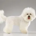 Bichón Frisé