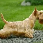 Scottish Terrier