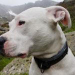 Dogo argentino