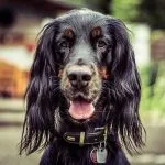 Gordon Setter