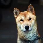 Jindo Coreano