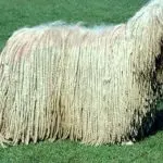 Komondor
