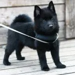 Schipperke