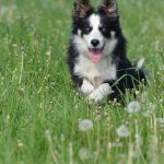 Razas de perros activas