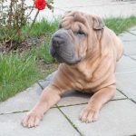 Conoce los problemas de piel del Shar Pei