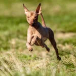tipos de perro sin pelo